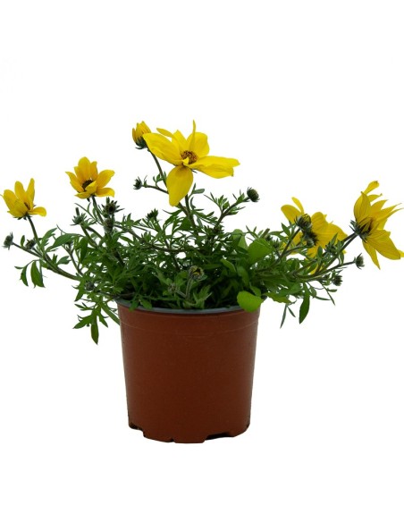 Des Bidens à pendre pour 3,60 € chez Germigarden