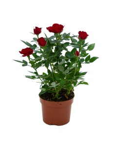 Roseira mini Pitimini a partir de € 6,75 em Germigarden