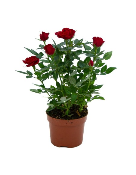 Pitimini ou rosier miniature à partir de 6,75€ chez Germigarden