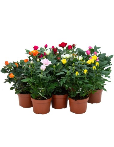 Pitimini ou rosier miniature à partir de 6,75€ chez Germigarden