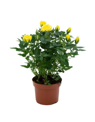 Rosal de pitimini o miniatura des de 6,75€ en Germigarden