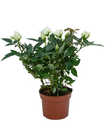 Pitimini ou rosier miniature à partir de 6,75€ chez Germigarden