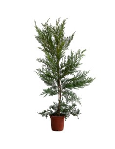 Cupres Leylandi 60 cm (test 15 cm ø)