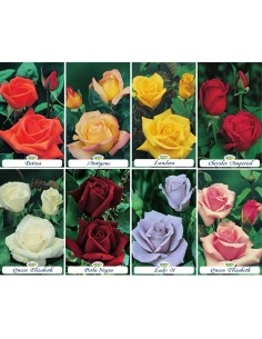 Rosales grandiflora en bolsa a 6.95€ en Germigarden 2