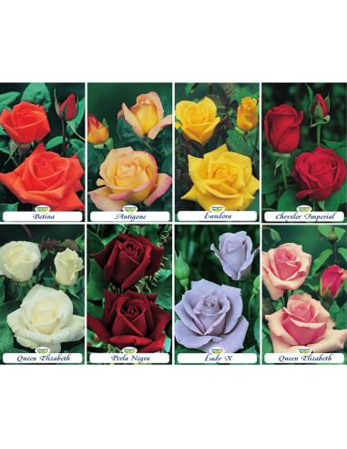 Rosers grandiflora en bossa