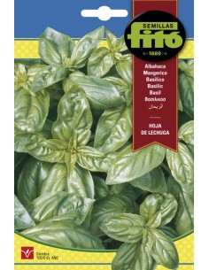 Llavor aromàtica Alfàbrega gegant Genovesa