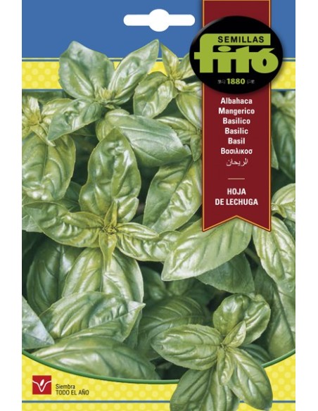 Semilla albahaca Hoja de lechuga