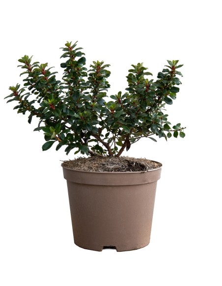 Compres escallonia em Germigarden
