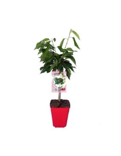 Cirerer nan Garden Bing (test 7 litros)