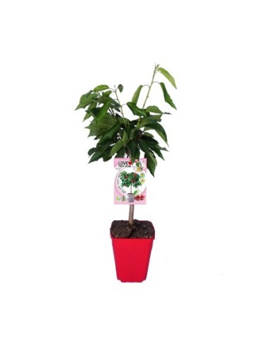Cereja anã Garden Bing (pote de 7 litros)