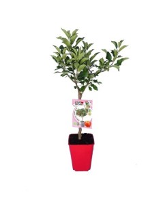 Manzano enano Sun Red (maceta 7 litros)