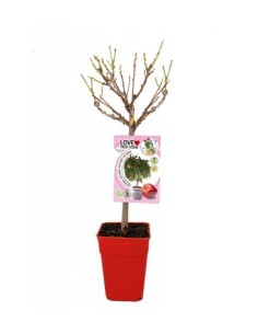 NEctarina anã Garden Beauty (pote de 7 litros)