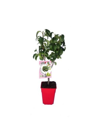 Peral enano Garden Beauty (maceta 7 litros)