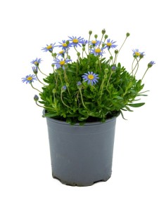 Agatea