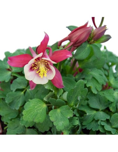 Aquilegia o aguileña (maceta 13 cm Ø)