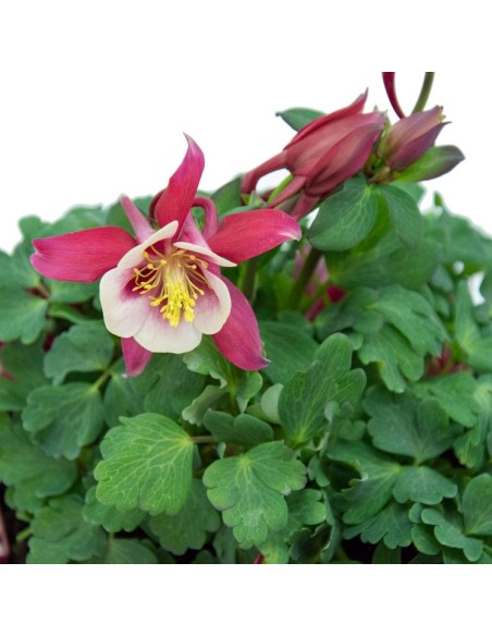 Aquilegia o aguileña (maceta 13 cm Ø)