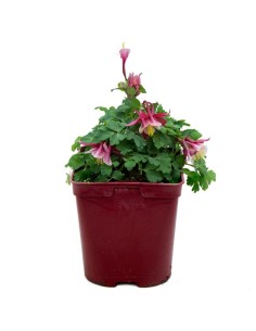 Aquilegia o aguileña (maceta 13 cm Ø)