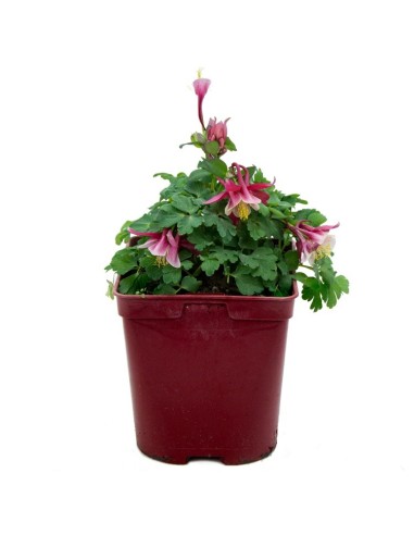 Aquilegia o aguileña (maceta 13 cm Ø)