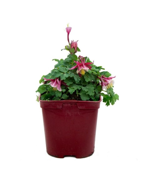 Aquilegia o aguileña (maceta 13 cm Ø)