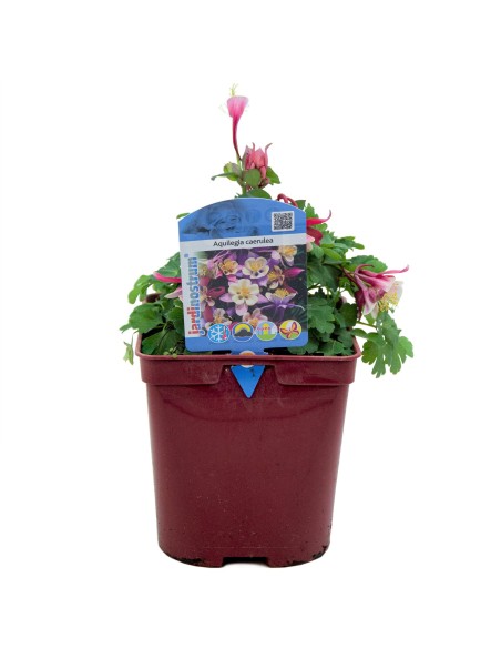 Aquilegia o aguileña (maceta 13 cm Ø)
