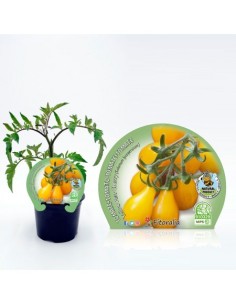 Tomate cherry Yellow Pear (maceta 10,5 cm Ø)