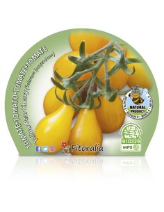 Tomate cherry Yellow Pear (maceta 10,5 cm Ø) 2