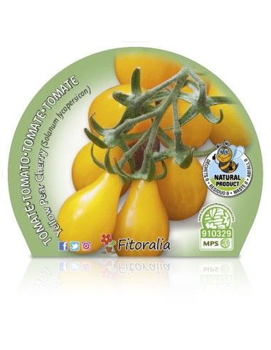 Tomate cherry Yellow Pear (maceta 10,5 cm Ø)