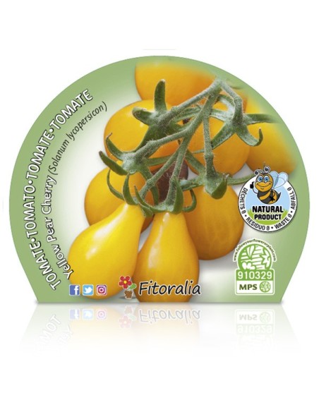 Tomàquet cherry Yellow Pear (test 10,5 cm Ø)