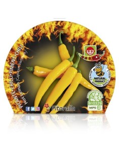 Pimento Hot Lemon (vaso de 10,5 cm Ø) 2