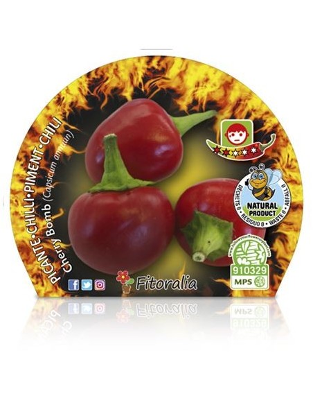 Pebrot picant Cherry Bomb (test 10,5 cm Ø)
