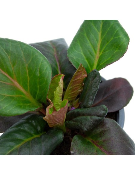 Bergenia o hortensia d'hivern (test 13 cm Ø)