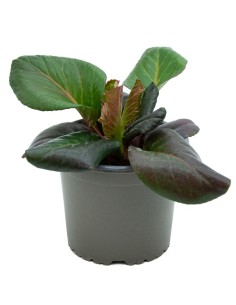Bergenia ou hortênsia de inverno (vaso de 13 cm Ø)