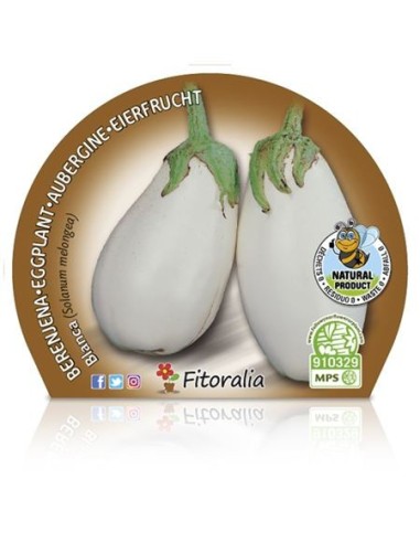 Alberginia blanca (test 10,5 cm Ø)