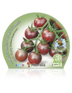 Tomàquet cherry black (test 10,5 cm Ø) 2