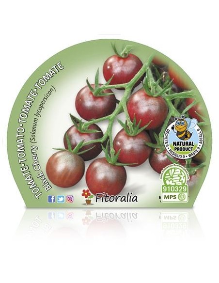 Tomate cherry black (maceta 10,5 cm Ø)
