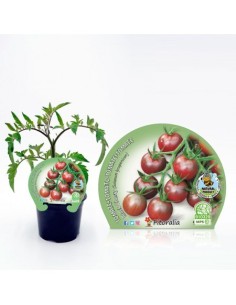 Tomàquet cherry black (test 10,5 cm Ø)