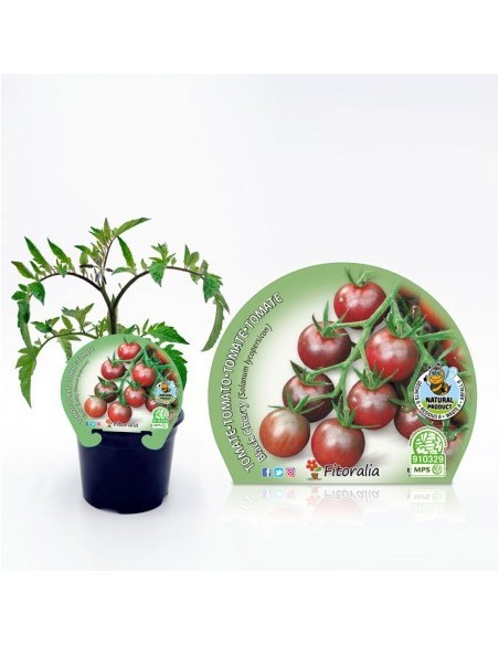 Tomàquet cherry black (test 10,5 cm Ø)