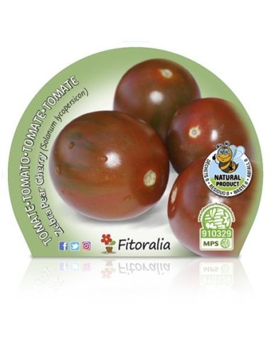 Tomate cherry zebra pear (vaso de 10,5 cm Ø)