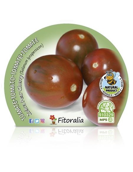 Tomate cherry zebra pear (vaso de 10,5 cm Ø)