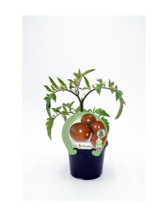Tomate cherry de pera zebra (maceta 10,5 cm Ø)