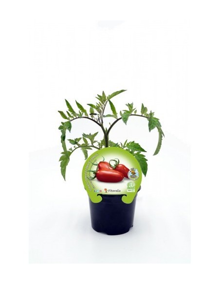 Tomate san Marzano (maceta 10,5 cm Ø)