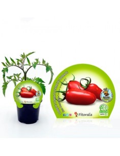 Tomate san Marzano (maceta 10,5 cm Ø)