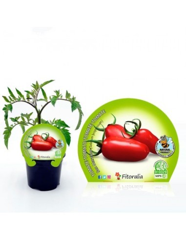 Tomate san Marzano (maceta 10,5 cm Ø)