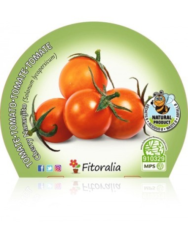 Tomate cherry naranjito (maceta 10,5 cm Ø)