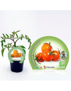 Tomate cherry naranjito (maceta 10,5 cm Ø)