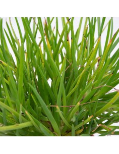 Bulbine frutescens (vaso 19 cm ø) 2