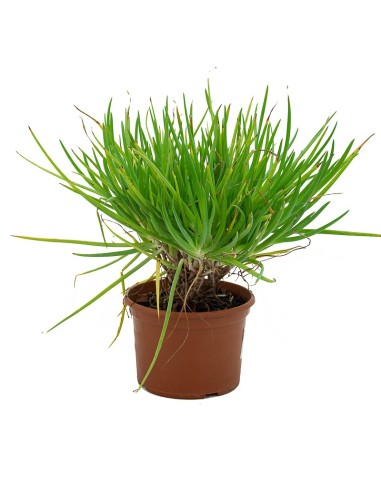 Bulbine frutescens (test 19 cm ø)