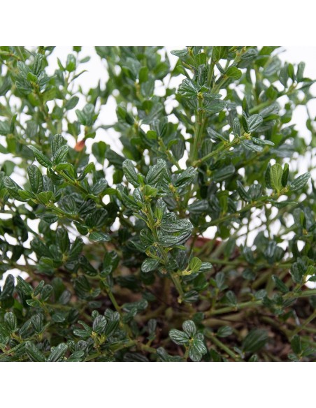 Pittosporum (test 15 cm ø)