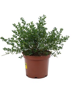 Ceanothus (maceta 19 cm ø)