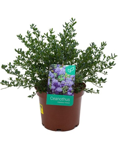 Ceanothus (maceta 19 cm ø)